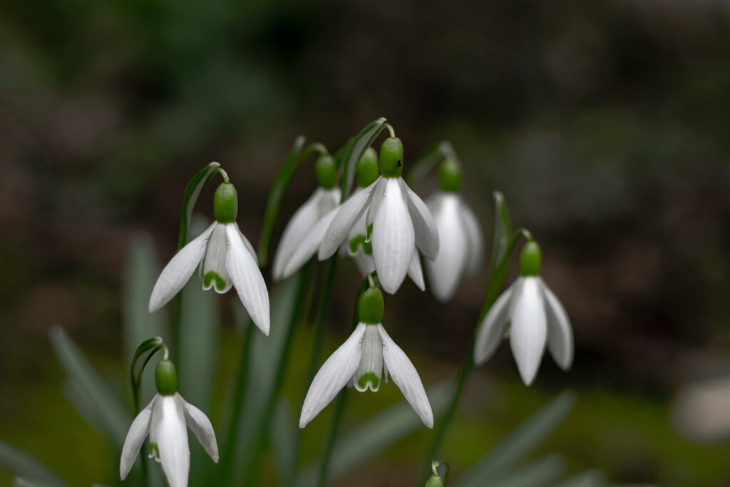 White snowbell flowers growing in an out of focus background, a little green skirting visible around the inner flower 